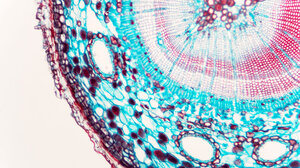 cell