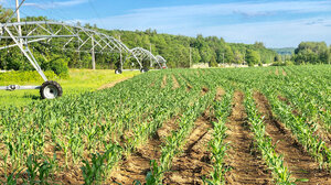 A field in Maine